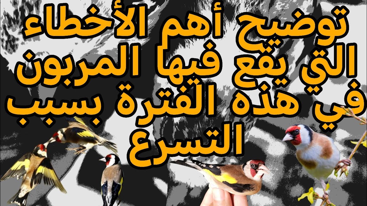 وسط مرحلة التزاوج نوضح أبرز الأخطاء التي يقوم بها المربون في هذه الفترة بسبب التسرع 😊