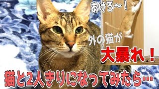 猫と人きりになってみたら他の猫たちがとんでもない行動に