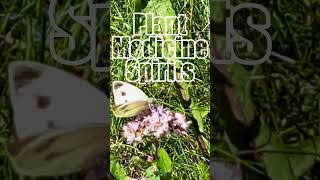 Weeds Plant Medicine Spirits #love #peace #plants #shorts #starknowledge #spirituality #weeds