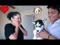 Surprising My Girlfriend With The CUTEST HUSKY Puppy!!!