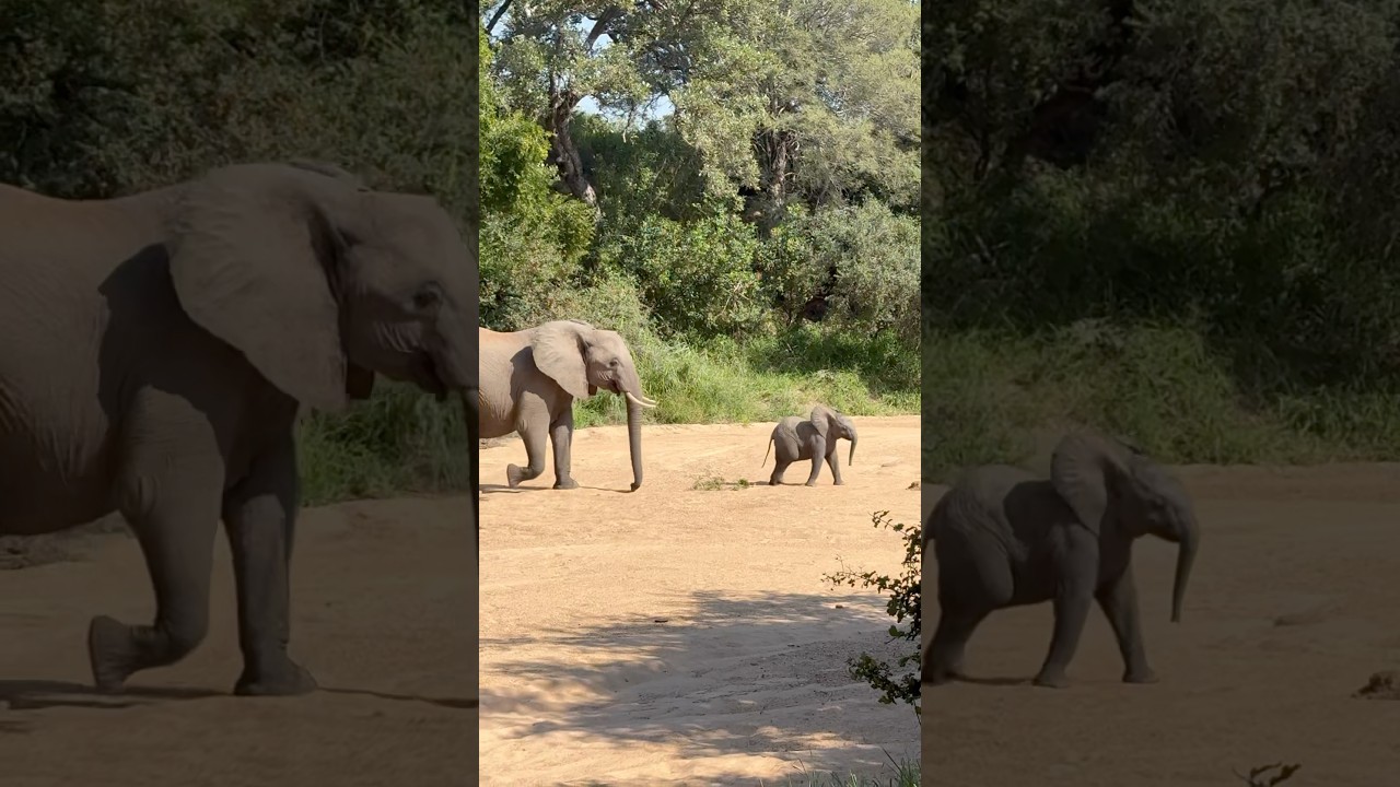 BREAKFAST WITH ELEPHANTS! 🐘🌅 Baby & Herd Stroll Past Riverside breakfast