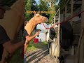 Laugh Out Loud Funny Horse Moments#FunnyHorses #HorseCompilation #SillyHorses #HilariousHorses