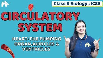 Circulatory System Class 8 ICSE Biology | Chapter 6 | Heart, Auricles & Ventricles #1