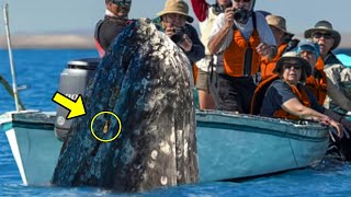 When Tourists See What&#39;s In Large Whale&#39;s Mouth, They SCREAM In Terror!