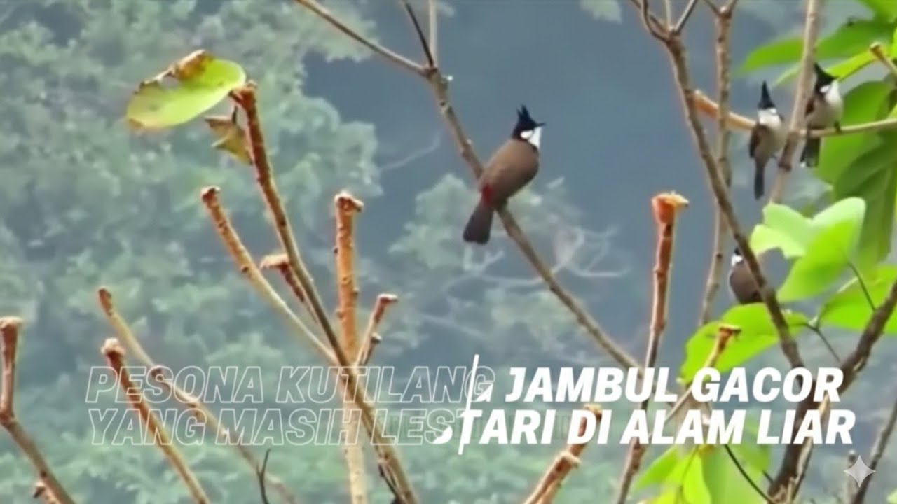 Pesona Kelompok Burung Kutilang Jambul Gacor Yang Masih Lestari Di Alam Liar
