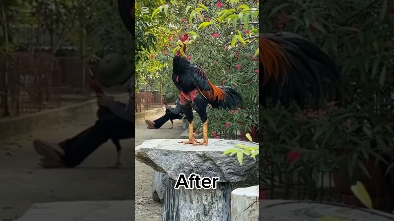 aseel murga after 7 month 