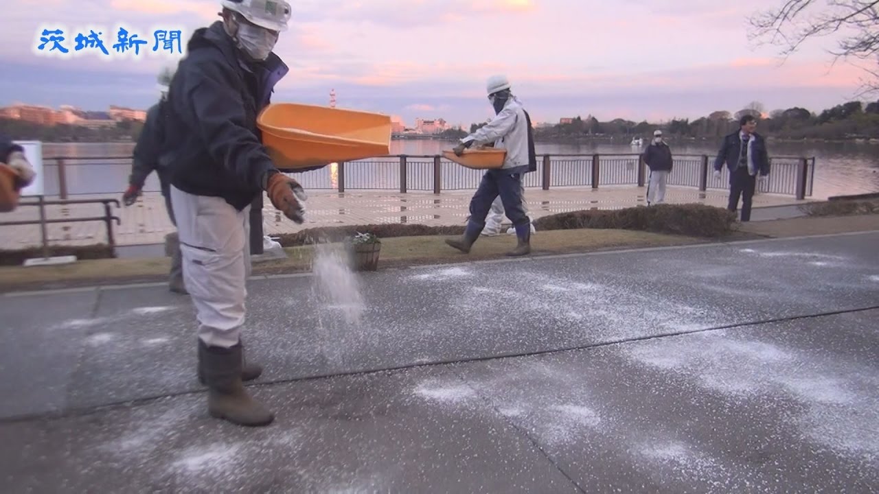 消毒用の消石灰散布 千波湖畔 水戸市が鳥インフル対策 Youtube