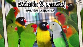 9 lovebird species. lovebird species. Recommended. Get to know the lovebird parrot species.