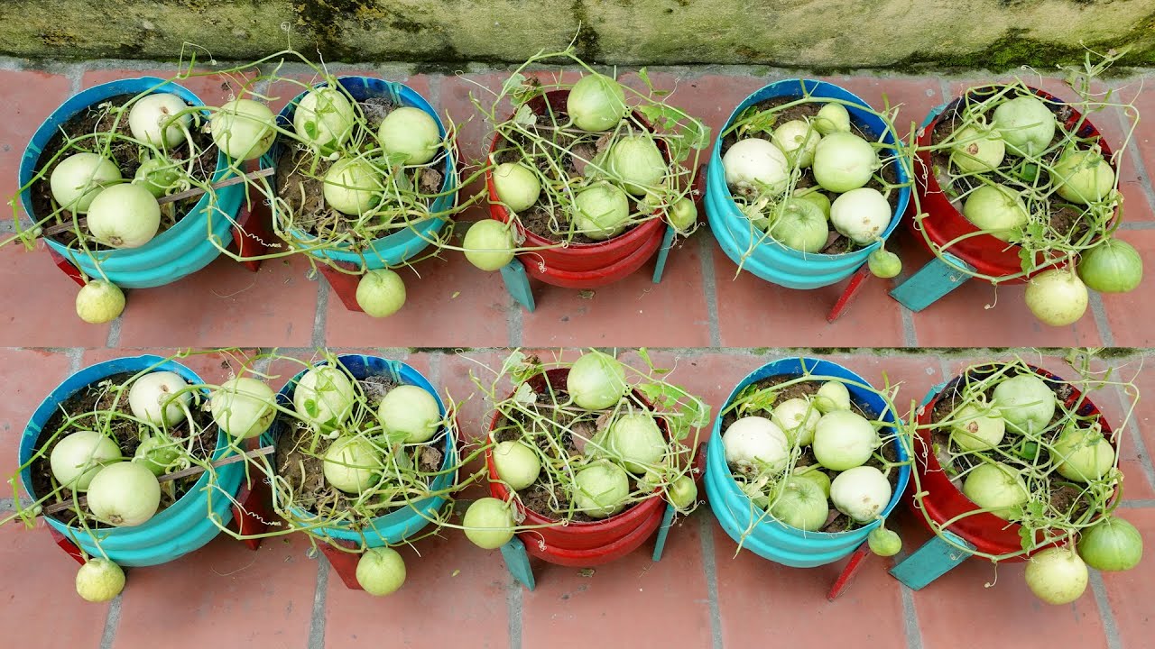 Amazing Idea How to Grow Honeydew Home Easy for Beginners YouTube