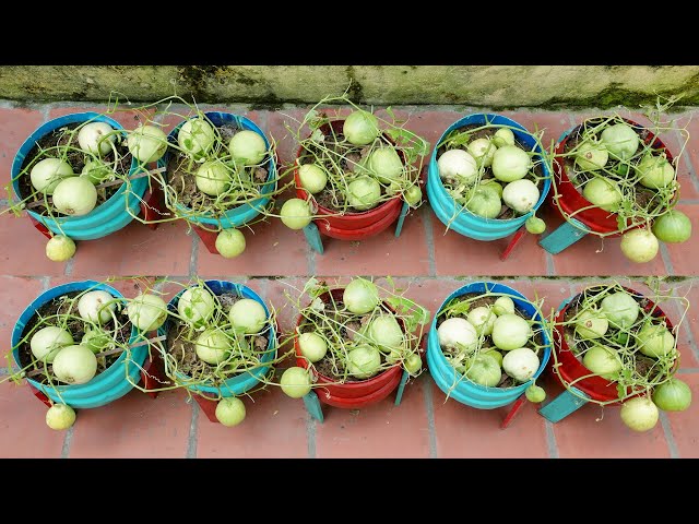 Honeydew Melons - Honey Dew Green Melon Fruit - Growing Fruits Plants -  Backyard Gardening - Jazevox 