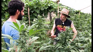 Strain Hunters Colombia RAW Expedition - Teaser by Green House Seed Co 21,853 views 3 years ago 1 minute, 30 seconds