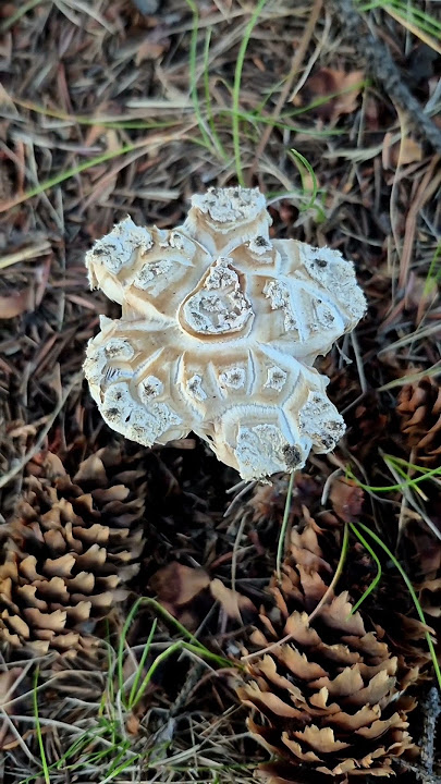 The Amanita Muscaria... that wanted to be a flower! 🌼🍄🌼