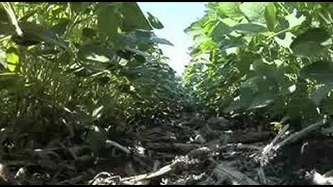 Farm Basics - Crop Canopy (from Ag PhD #538)