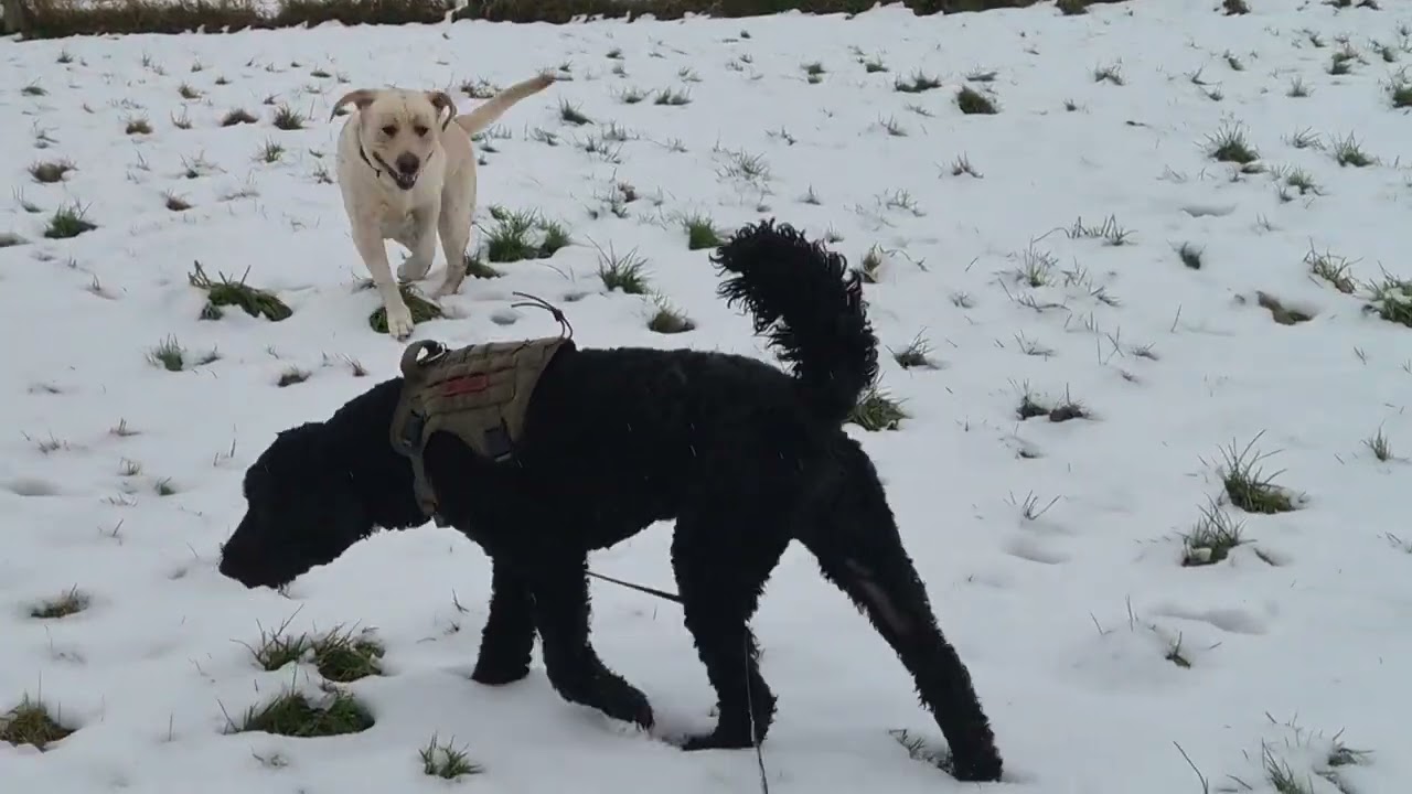 So glad the snow wasn't as bad as was expected! Was super coooold though 🥶