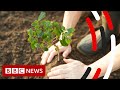 Tree Planting and Climate Change  - BBC News