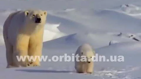 Какого цвета на самом деле белые медведи?