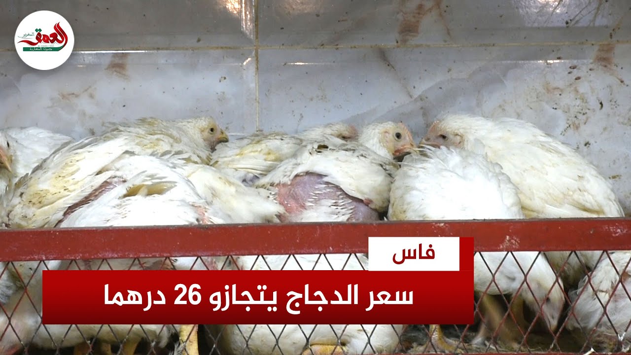 تجاوز سعره 26 درهماً للكيلوغرام.. أسعار الدجاج تشهد ارتفاعا مهولا وسط غضب المهنيين والمواطنين