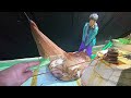 【大漁】深夜0時に、高級魚が11匹獲れてしまいました・・・