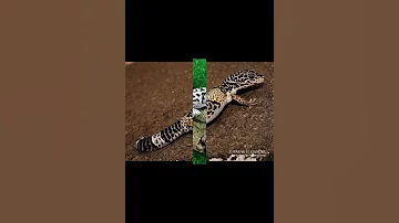 Эублефар иранский