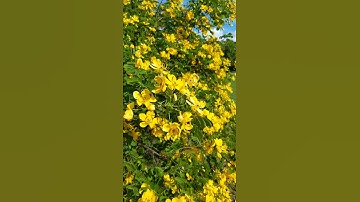My Cassia Trees In Full Bloom