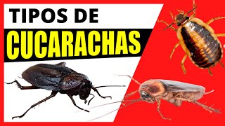 Tipos De Cucarachas Más Comunes En Los Hogares