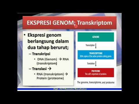 Video: Perbedaan Antara Proteomik Dan Transkriptomik