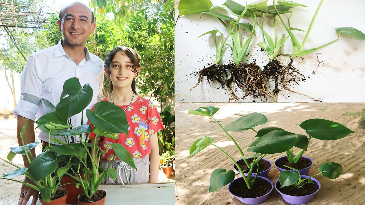 الإكثار من نبتة القفص الصدري (مونستيرا) Propagation of Monstera Plant
