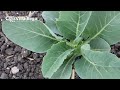 Rotación de Cultivo