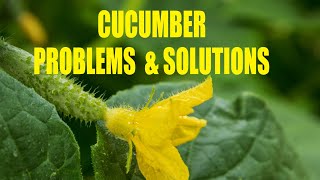 Cucumber Problems and solutions. Your questions, cucumber beetles,  cucumber disease, No fruit.