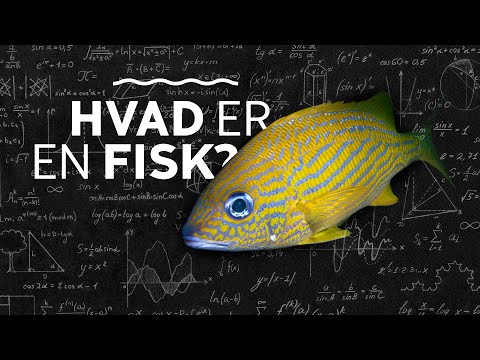 Video: Hvad spiser fisk?