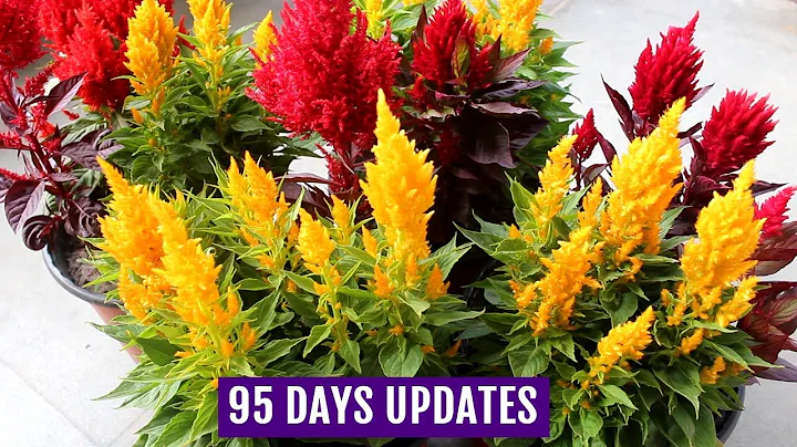 Complete Guide: Growing and Caring for Celosia Plants