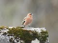 Vogelstimmen: der Buchfink