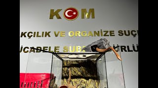 Bursada Hayvan Kaçakçısı Yakalandı Tropikal Papağan Ve Mısır Yılanı...