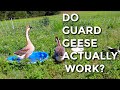 Do Guard Geese Work?