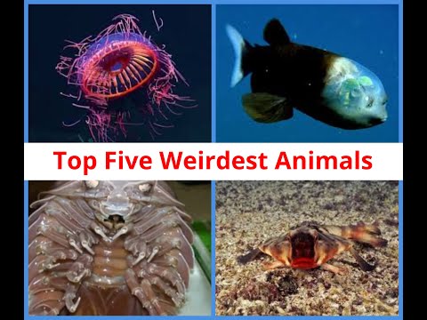 Top 5 Amazing and Weirdest Animals | Part 1 |