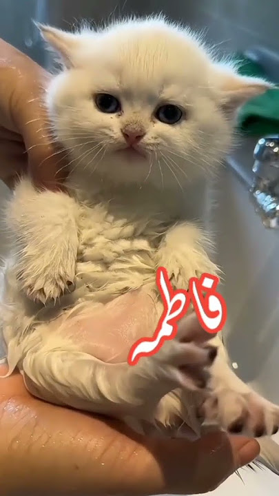 kitten says Fatima Fatima #cat #dubmasteratiq #funny #naturelovers #kitten #cute