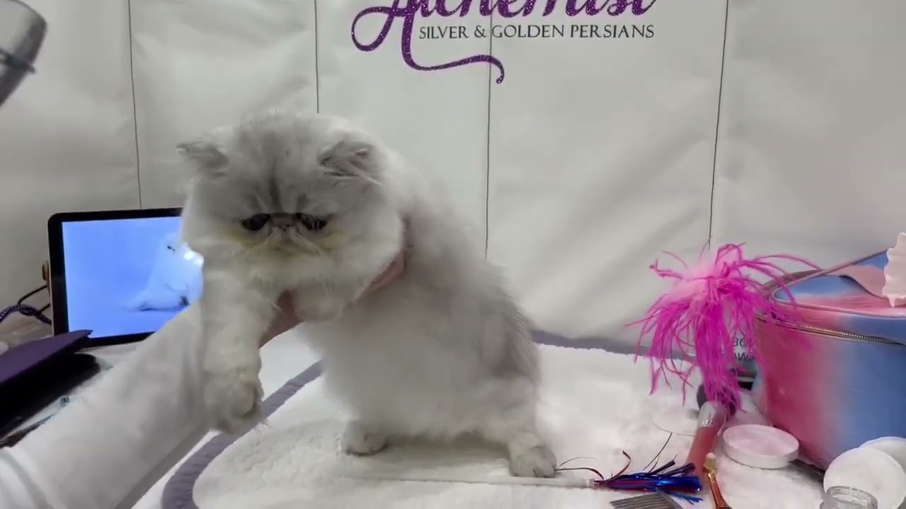 Alchemist Sugar Cookie being combed at Cotton States cat show 2023