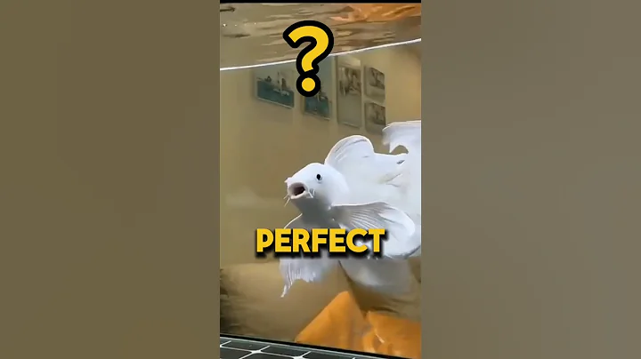 Butterfly KOi FiSH guide 🔥