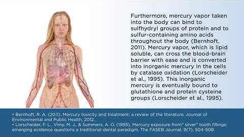 Mercury Exposure and the Human Body