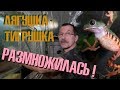 Разведение Филломедузы томоптерны! Наконец-то!