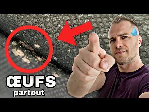 Canapé clic-clac infesté de punaises de lit : intervention filmée