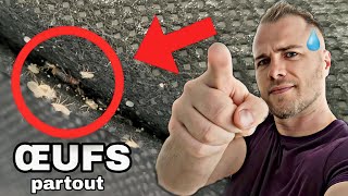 Un canapé infesté de PUNAISES DE LIT ! (+ de 100)