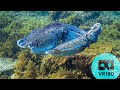 Vr180 giant cuttlefish flash dancing  underwater 57k 3d vr