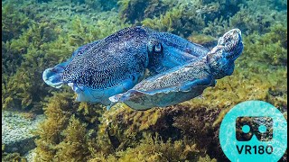 VR180 Giant Cuttlefish Flash Dancing | Underwater 5.7K 3D VR