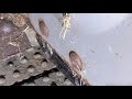Middle of video