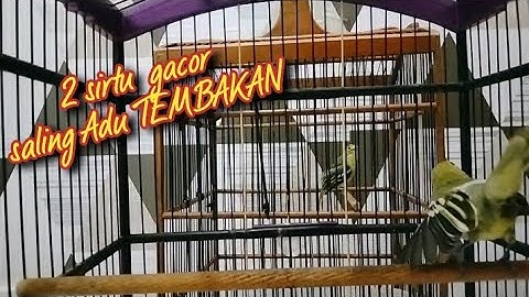 TERIAKAN  2 sirtu ini bikin sirtu lain yang mendengar Auto ikutan EMOSI