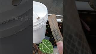 Filter Kolam Ikan Galon Cat