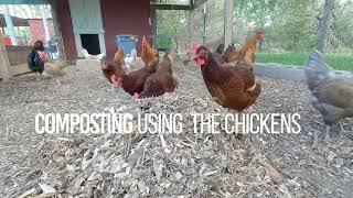 Chicken Coop Compost- How we let our chickens do the work!