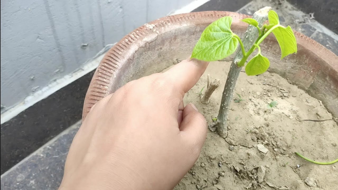 How to grow Giloy Plant at Home from Giloy stick easily. घर पर गिलोय