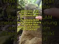 #MENHIR #PRASASTI #Rancadarah purwakarta #pesan pesan leluhur